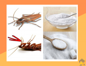 Cách trị gián trong tủ bếp