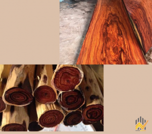 Gỗ trắc đỏ là gì