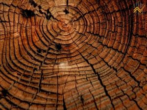 Các loại gỗ quý nhất trên thế giới