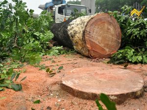 Gỗ xà cừ là gì