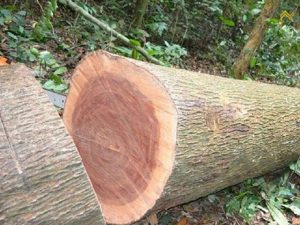 Gỗ xoan đào là gì