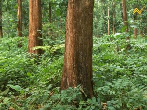 Gỗ gụ là gỗ gì?